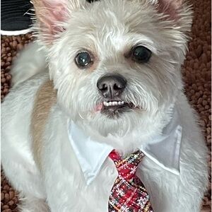 Happy Holidays from Harley🎄